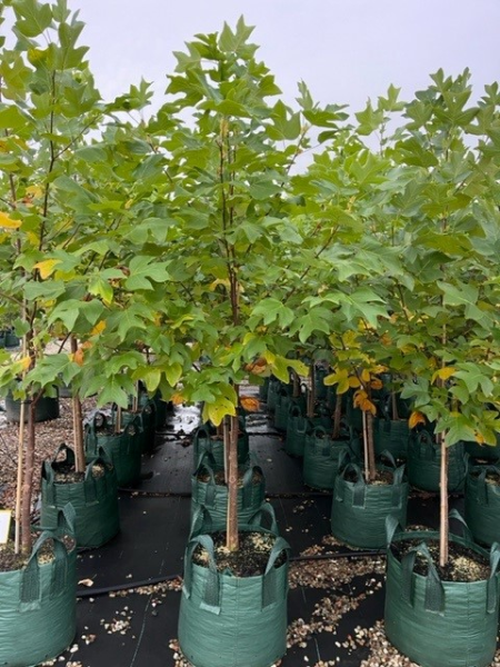 Liriodendron Tulipifera (Tulip Tree)