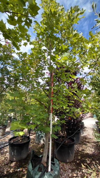 Liriodendron Tulipifera (Tulip Tree)