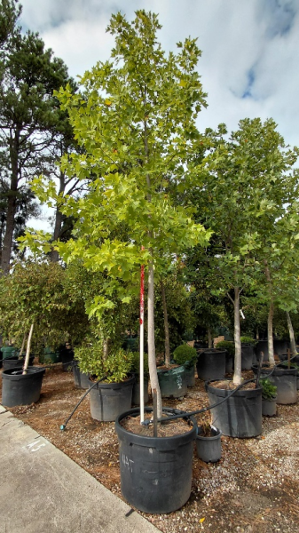 Liriodendron Tulipifera (Tulip Tree)