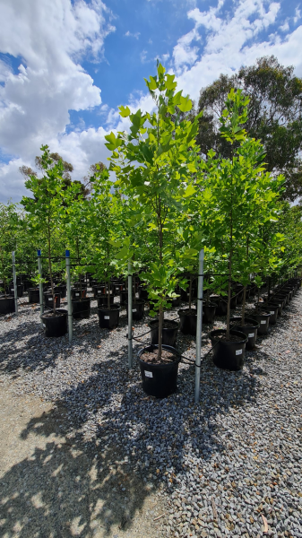 Liriodendron Tulipifera (Tulip Tree)