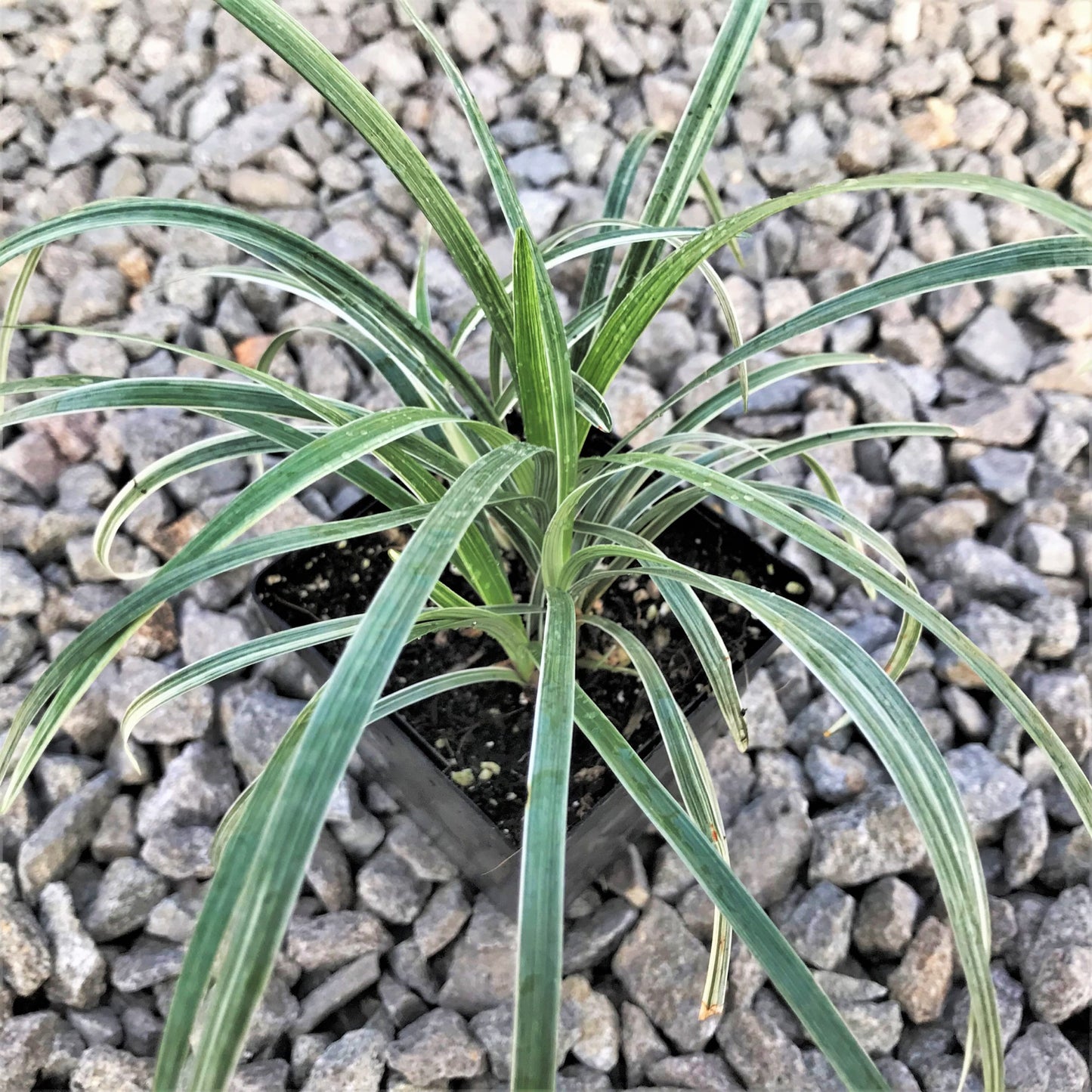 Ophiopogon Spicata 'Silver Dragon' (Silver Dragon Mondo Grass)