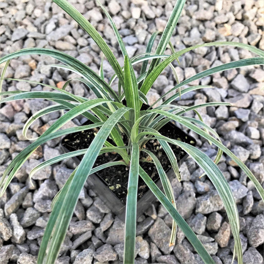 Ophiopogon Spicata 'Silver Dragon' (Silver Dragon Mondo Grass)