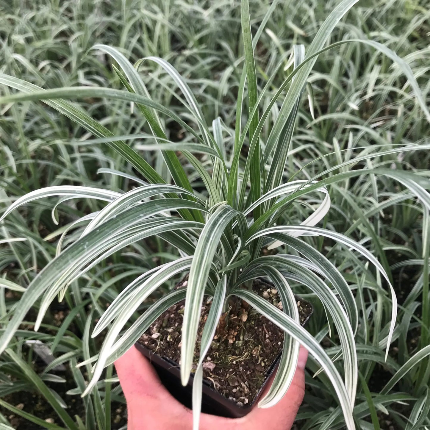 Ophiopogon Spicata 'Silver Dragon' (Silver Dragon Mondo Grass)