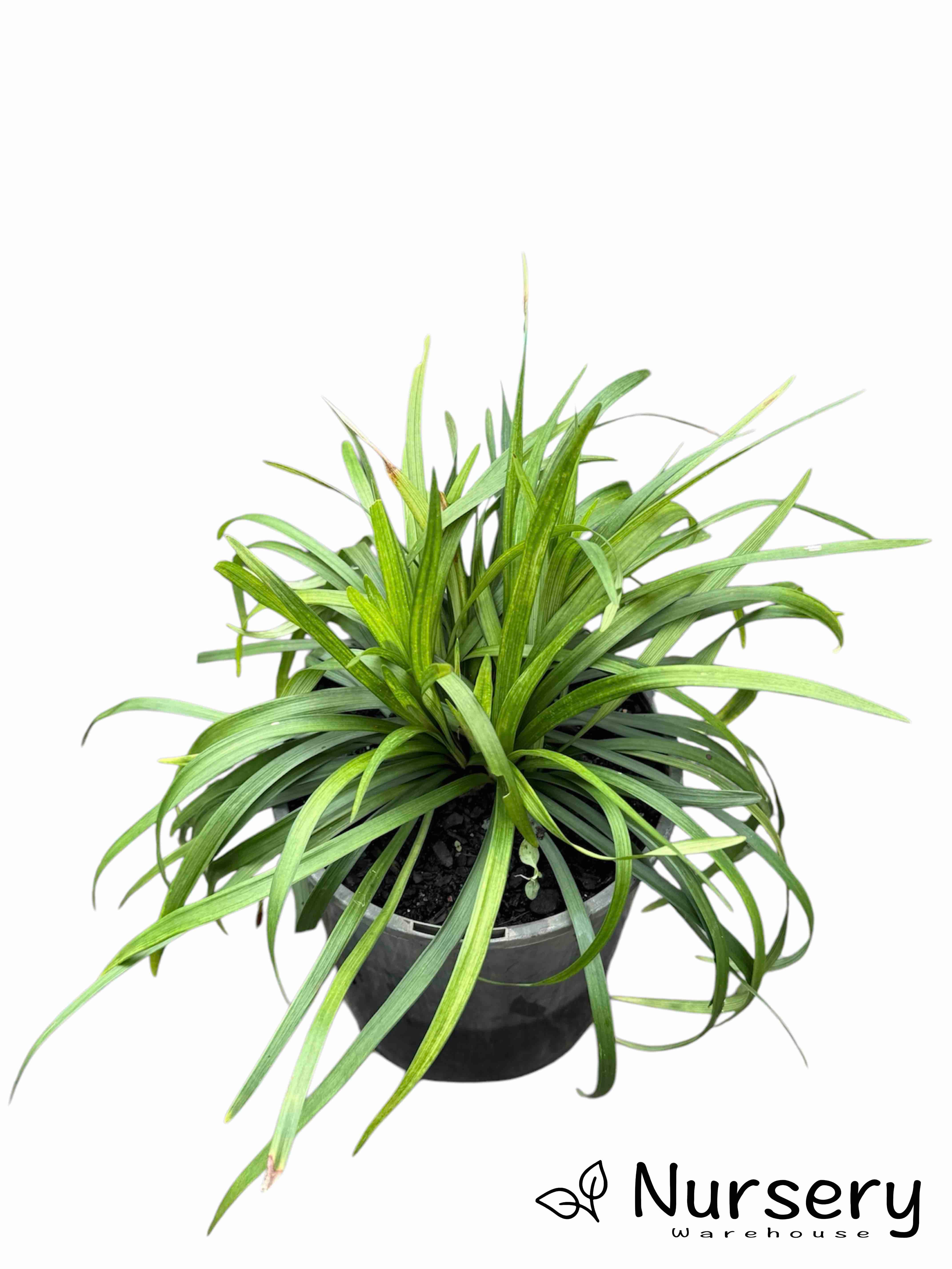 Liriope Muscari 'Amethyst™'
