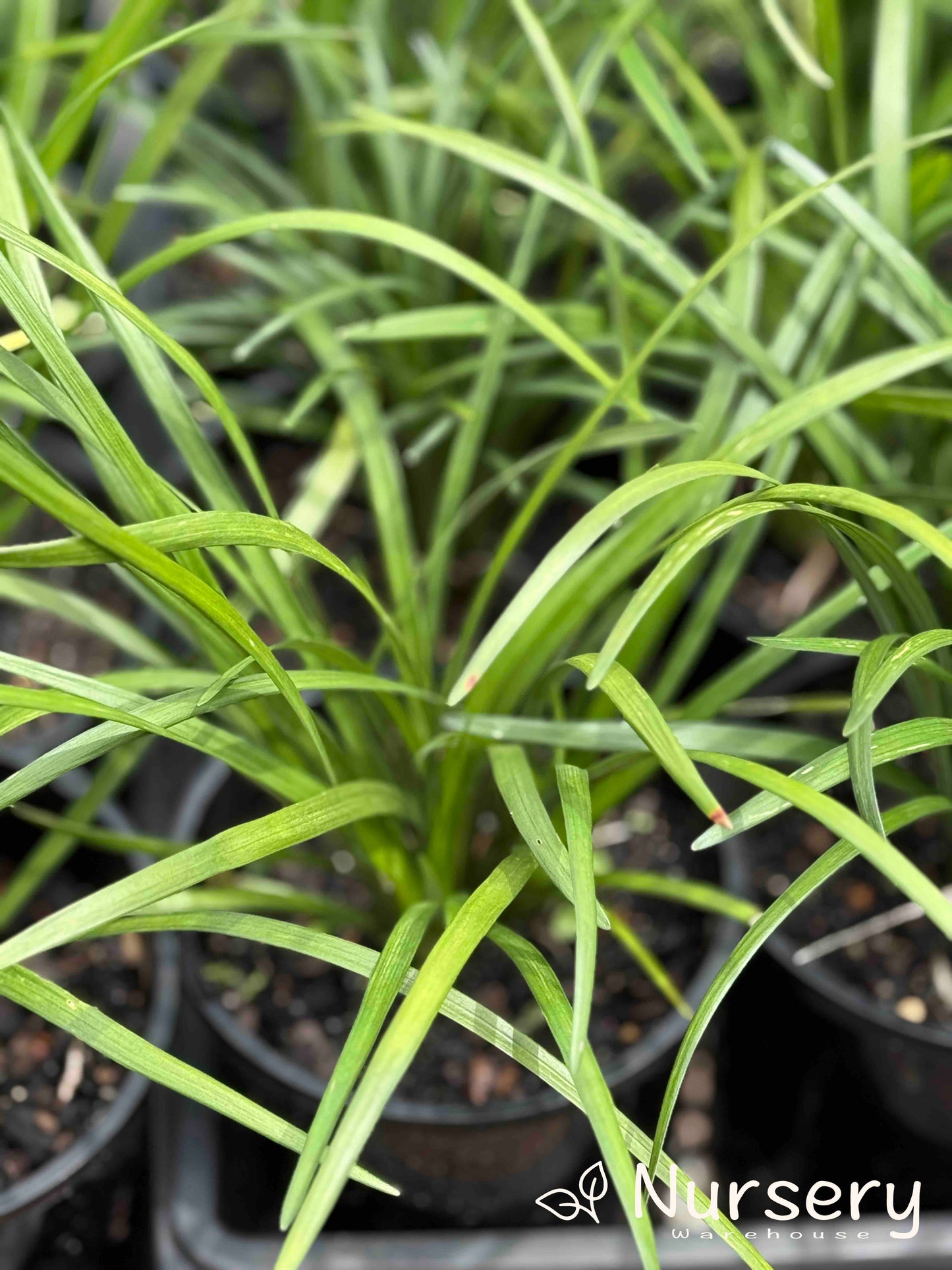 Liriope Muscari (Evergreen Giant)