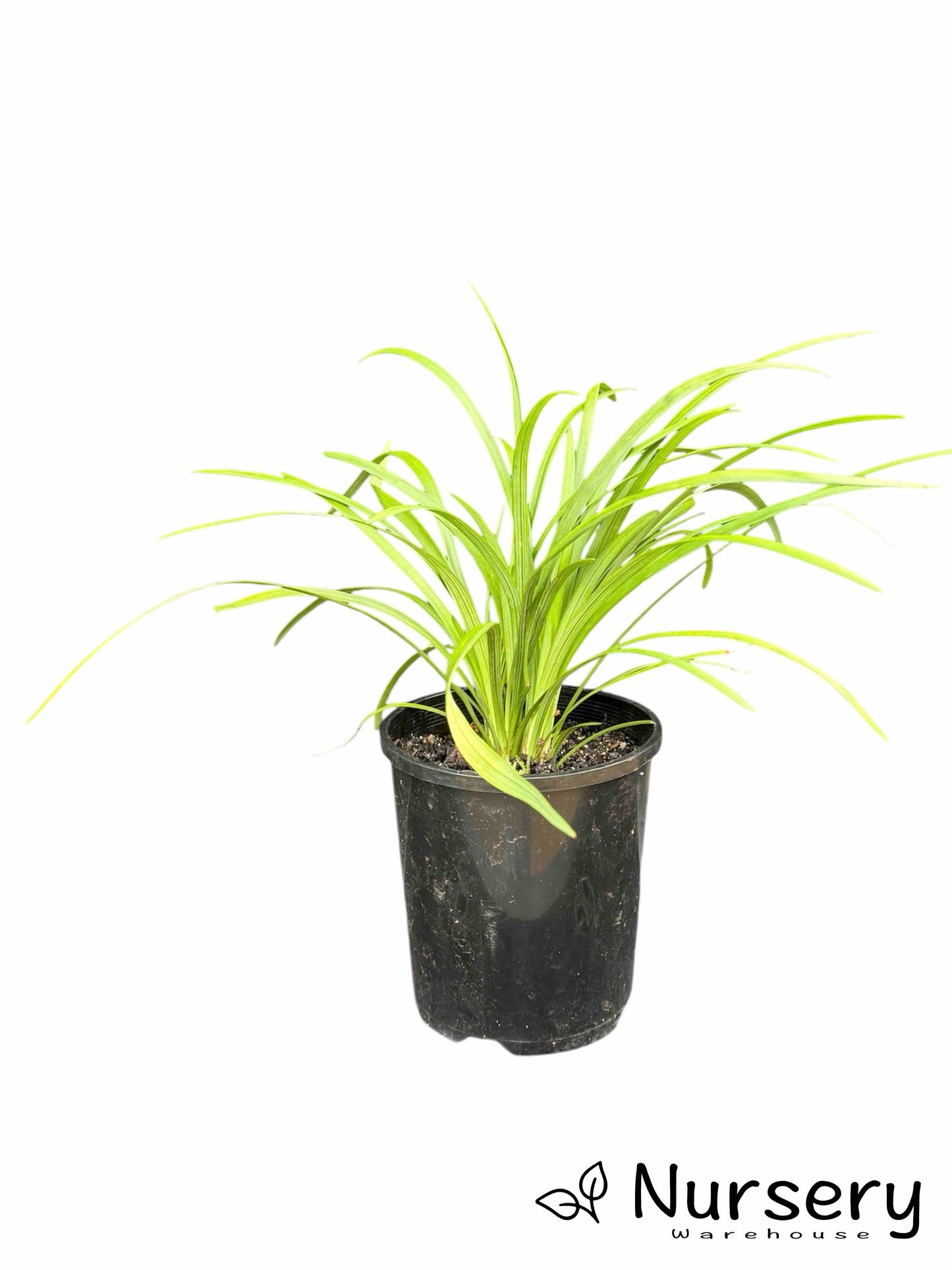 Liriope Muscari (Evergreen Giant)