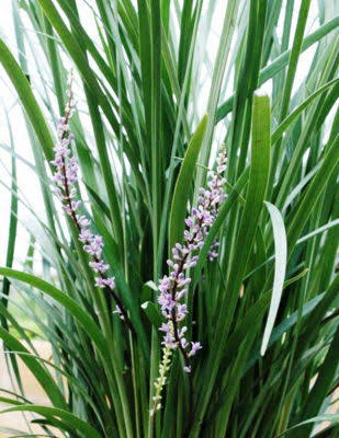 Liriope Muscari ‘Just Right’® (Just Right Lilyturf)