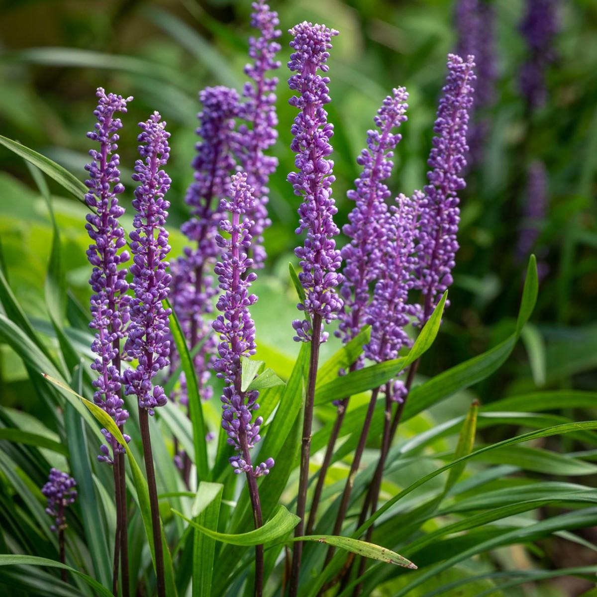 Liriope Muscari ‘Just Right’® (Just Right Lilyturf)