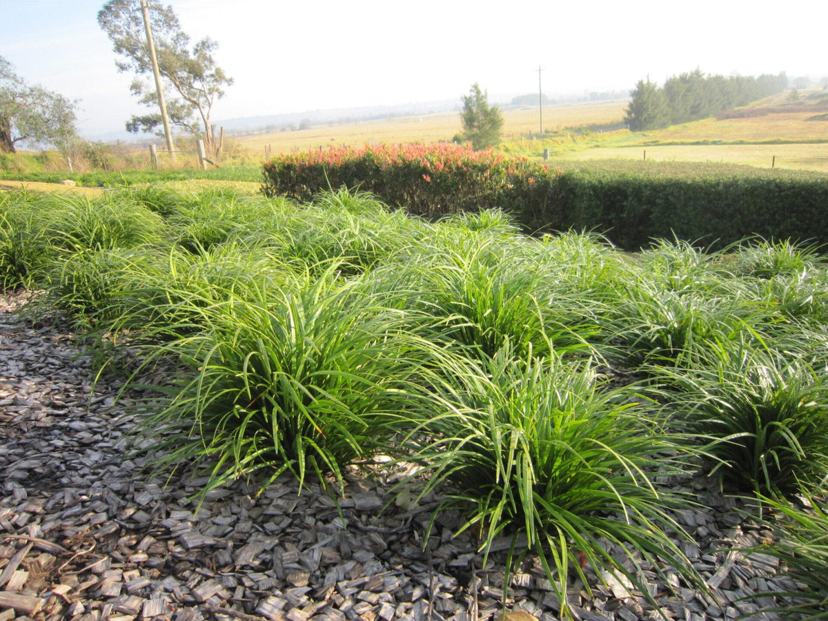 Liriope Muscari ‘Just Right’® (Just Right Lilyturf)