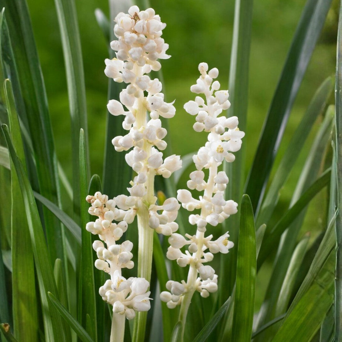 Liriope Muscari 'Monroe White' (White Lilyturf)