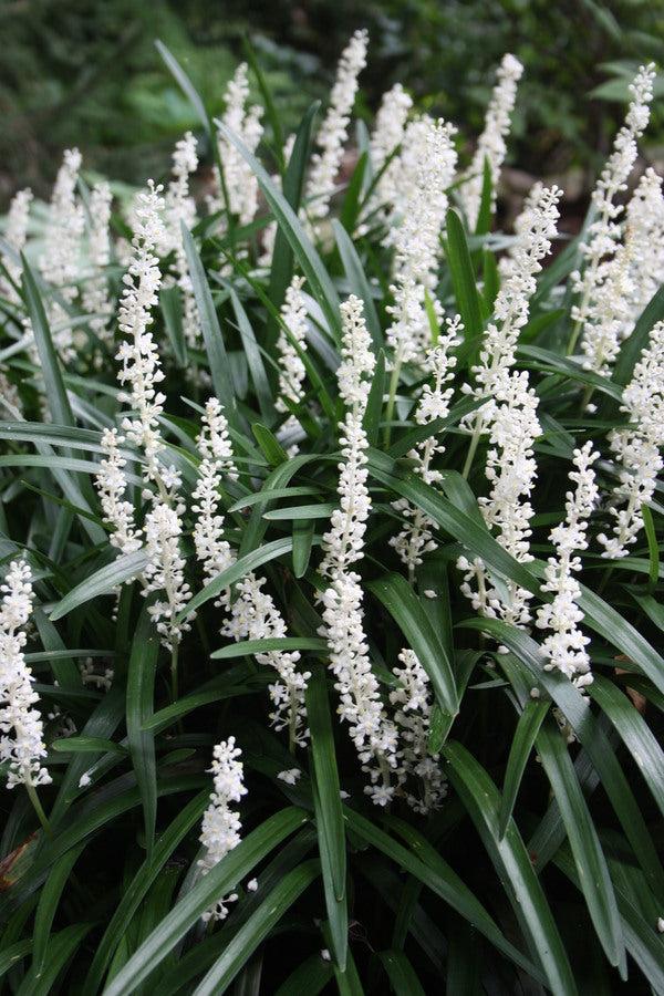Liriope Muscari 'Monroe White' (White Lilyturf)