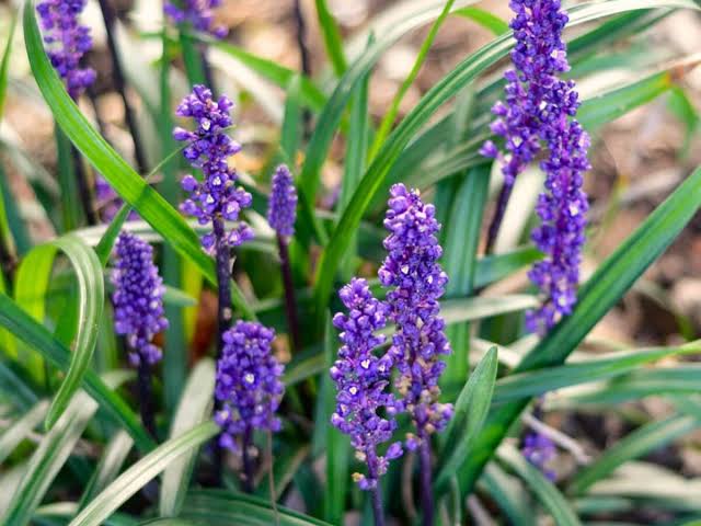 Liriope Muscari 'Royal Purple' (Royal Purple Liriope)