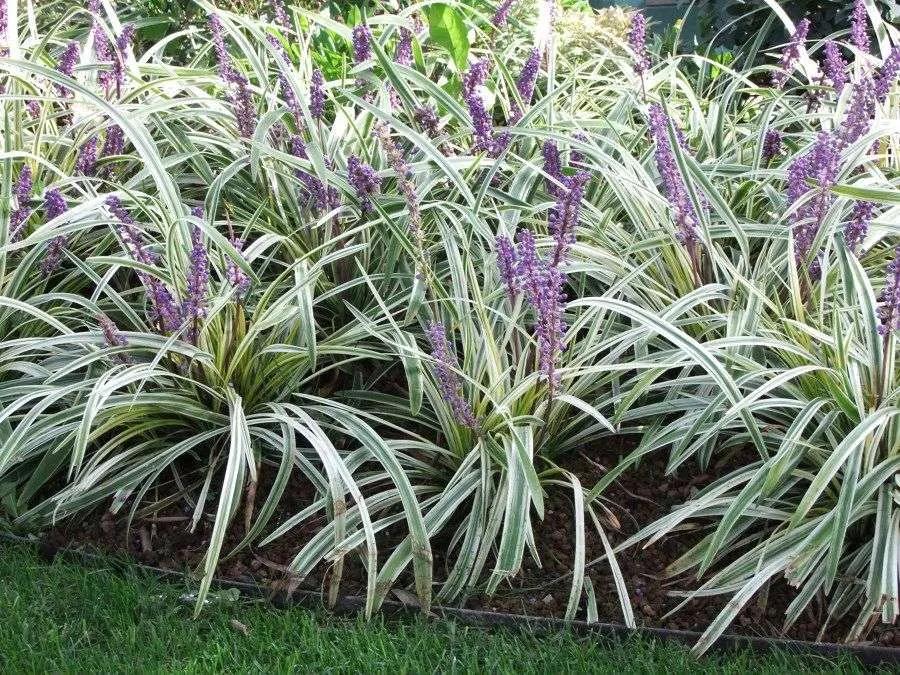 Liriope Spicata ‘Silver Dragon’ (Silver Dragon Lilyturf)