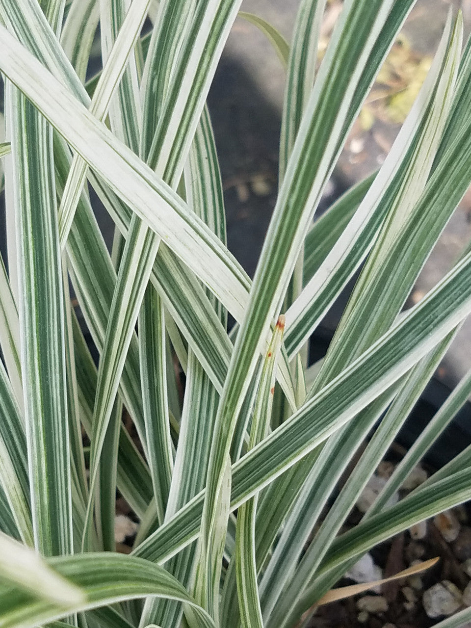 Liriope Spicata ‘Silver Dragon’ (Silver Dragon Lilyturf)