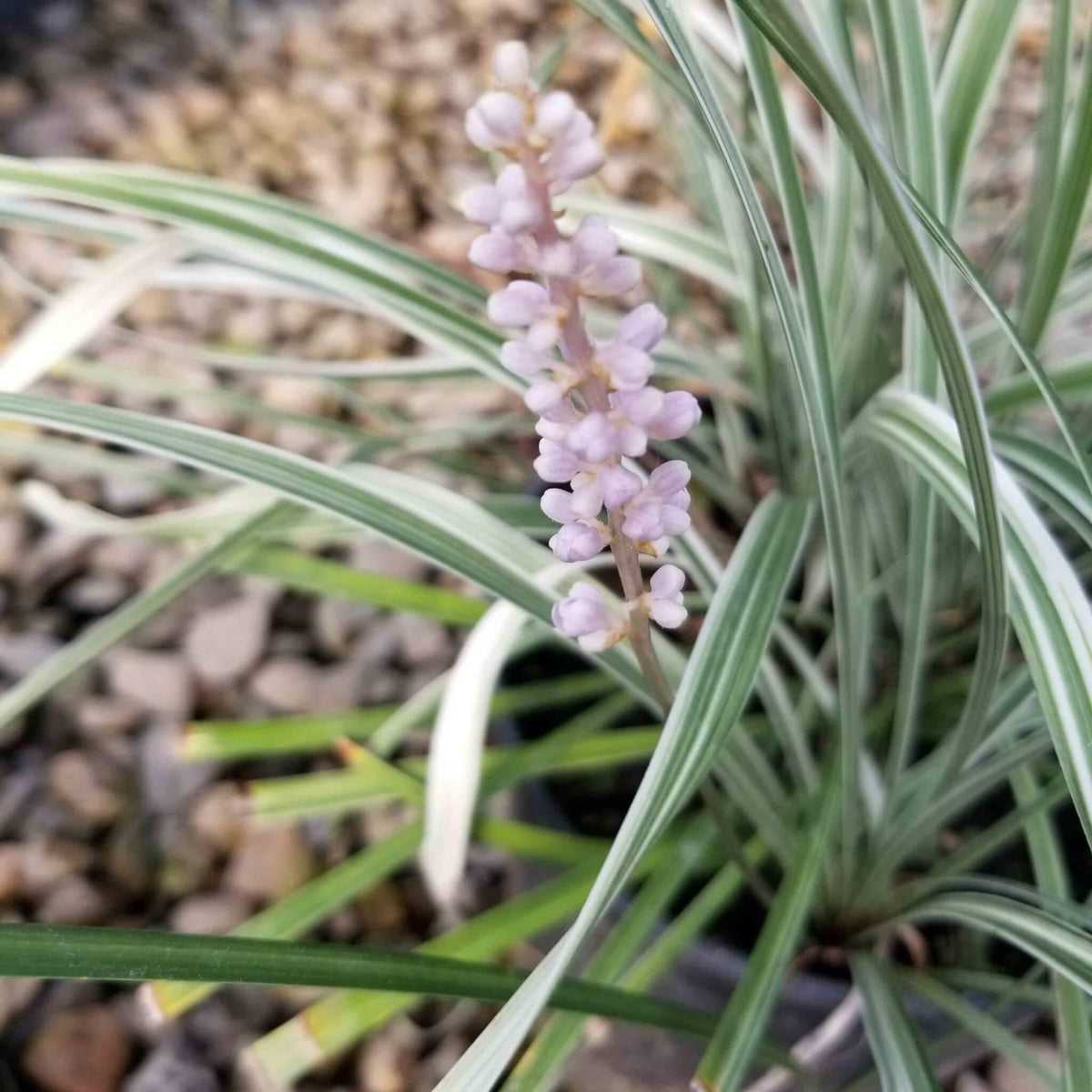 Liriope Spicata ‘Silver Dragon’ (Silver Dragon Lilyturf)