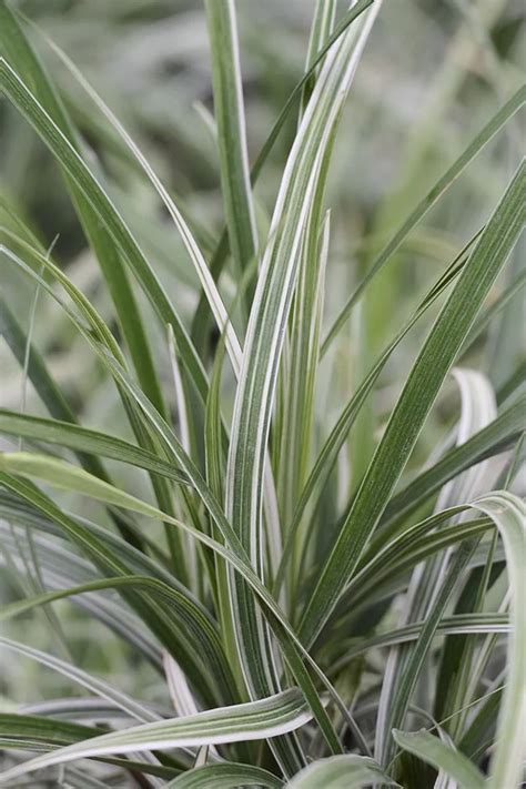 Liriope Spicata ‘Silver Dragon’ (Silver Dragon Lilyturf)