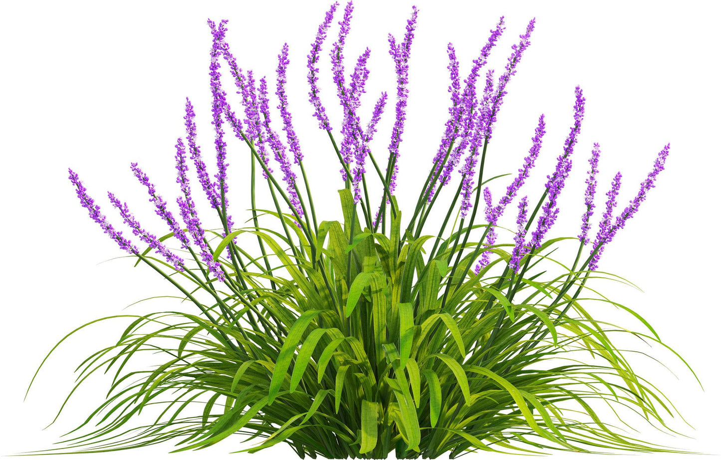 Liriope Muscari ‘Emerald Cascade’ (Monkey Grass)