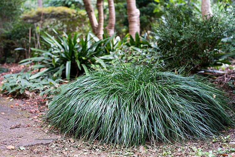 Liriope Muscari ‘Emerald Cascade’ (Monkey Grass)