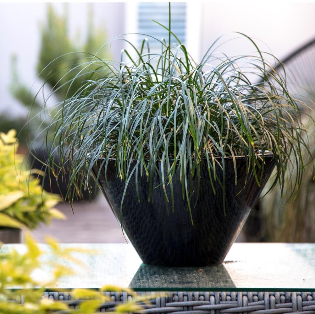 Liriope Muscari ‘Emerald Cascade’ (Monkey Grass)