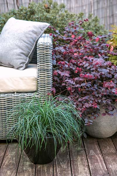 Liriope Muscari ‘Emerald Cascade’ (Monkey Grass)
