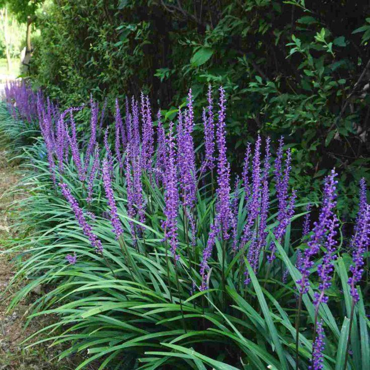 Liriope Muscari ‘Emerald Cascade’ (Monkey Grass)