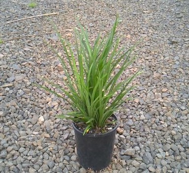 Liriope Muscari PBR Isabella™ (Isabella Lily Turf)