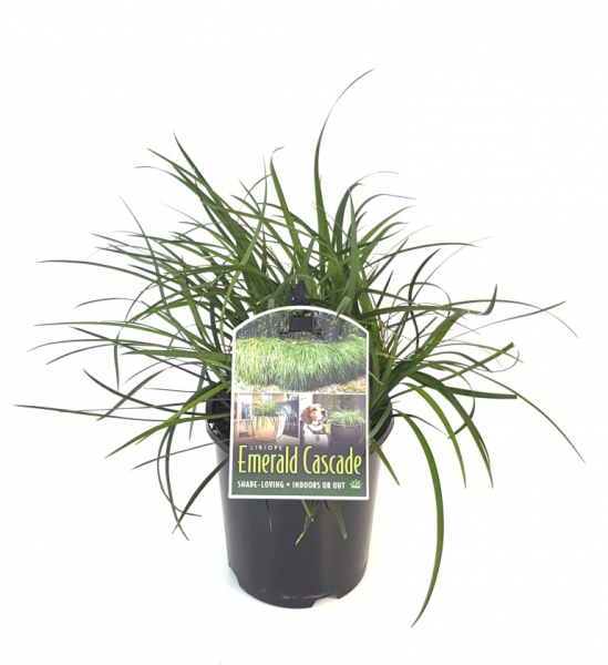 Liriope Muscari ‘Emerald Cascade’ (Monkey Grass)