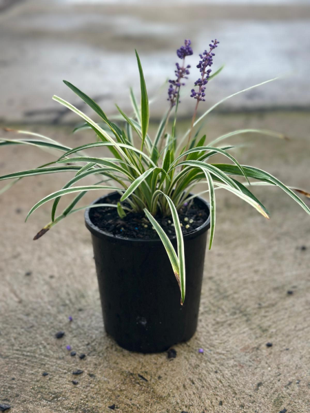 Liriope Muscari 'Variegata'