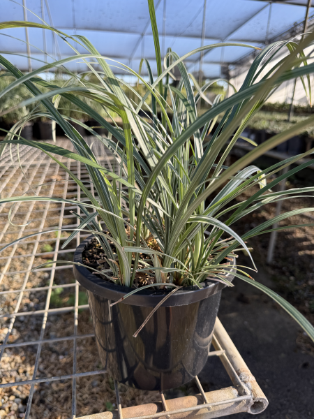 Liriope Spicata ‘Silver Dragon’ (Silver Dragon Lilyturf)