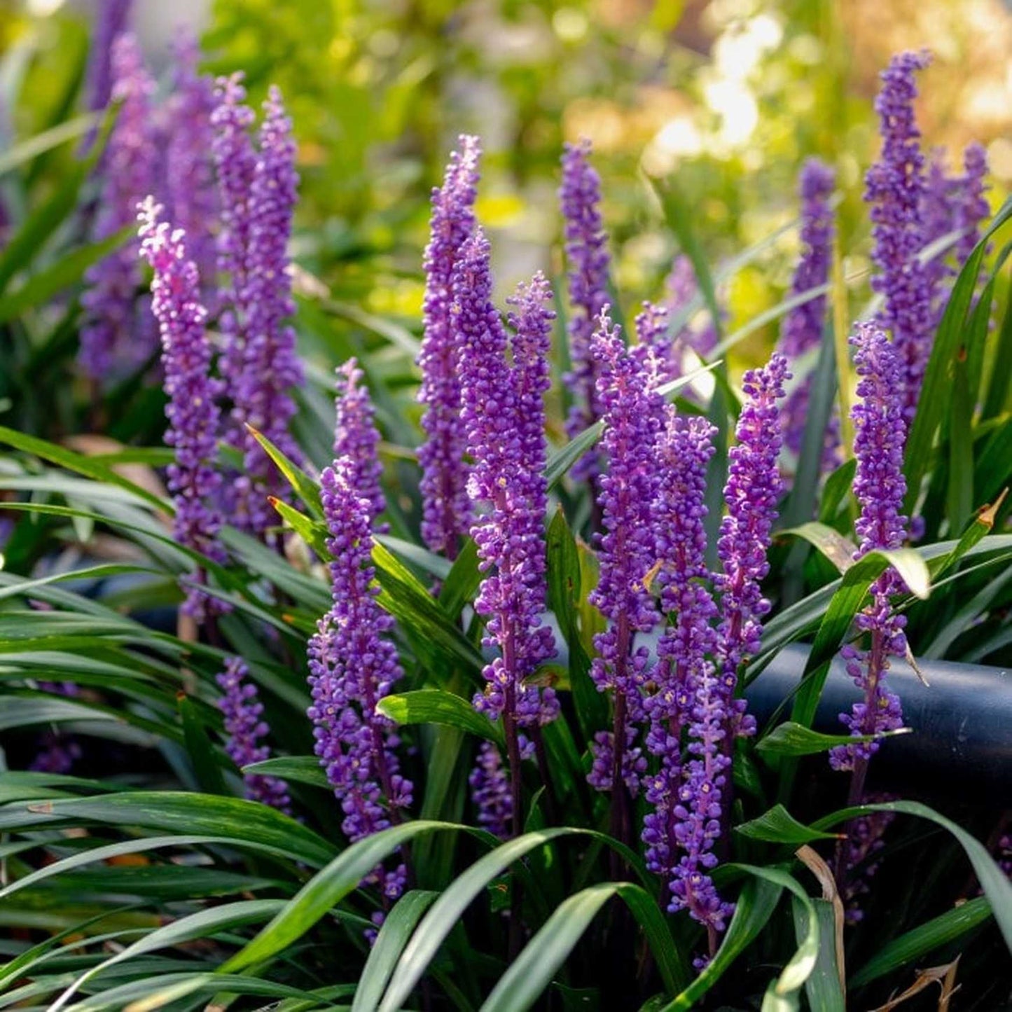 Liriope Muscari 'Royal Purple' (Royal Purple Liriope)