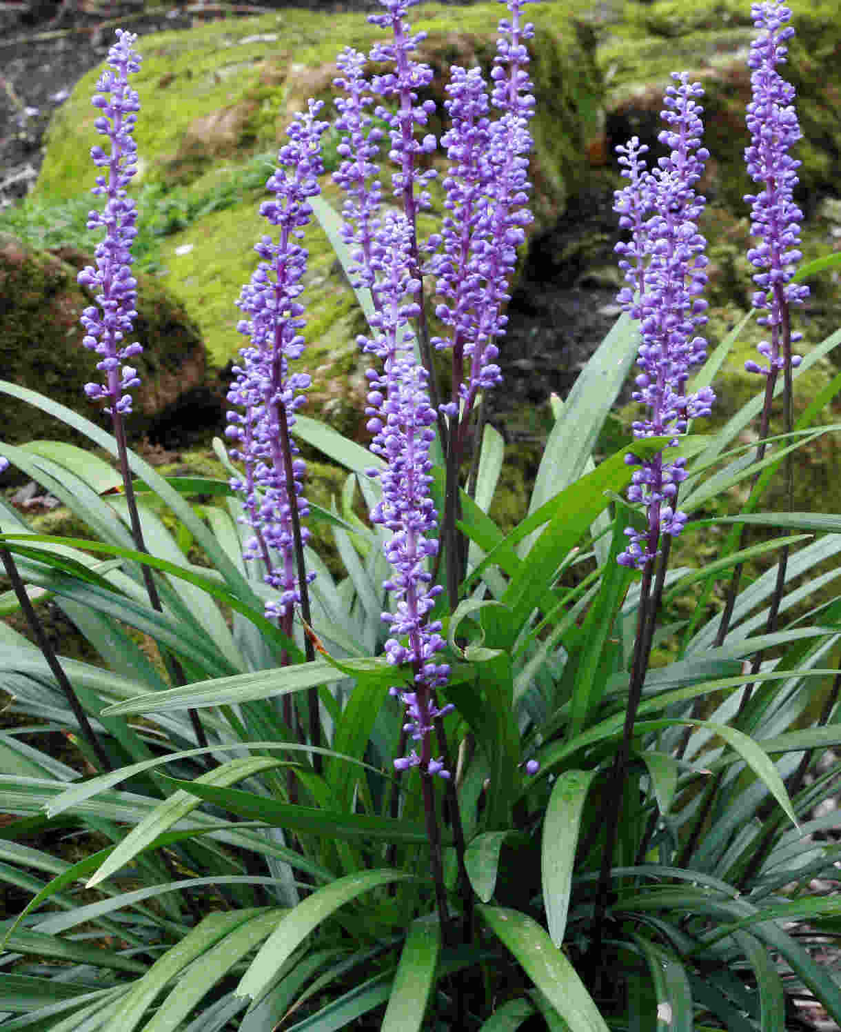 Liriope Muscari 'Royal Purple' (Royal Purple Liriope)