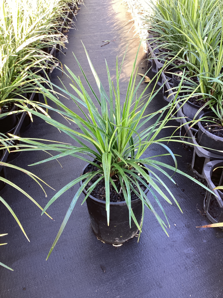 Liriope Muscari ‘LIRJ’ Just Right™ (Just Right Lily Turf)