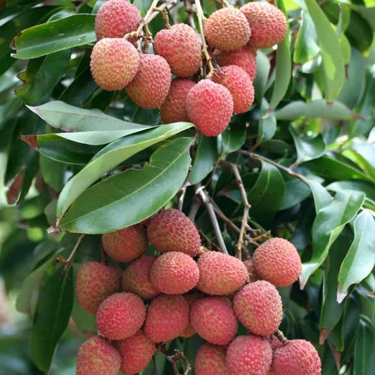 Litchi chinensis (Lychee - Kwai Mai Pink)