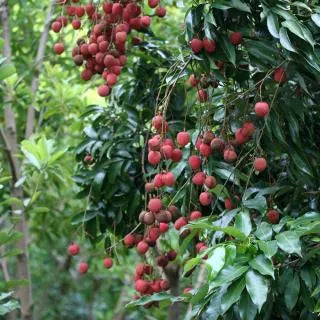 Litchi chinensis (Lychee - Kwai Mai Pink)