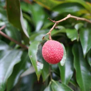 Litchi chinensis (Lychee - Kwai Mai Pink)