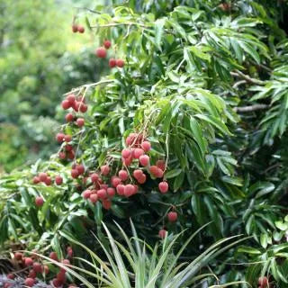 Litchi chinensis (Lychee - Kwai Mai Pink)