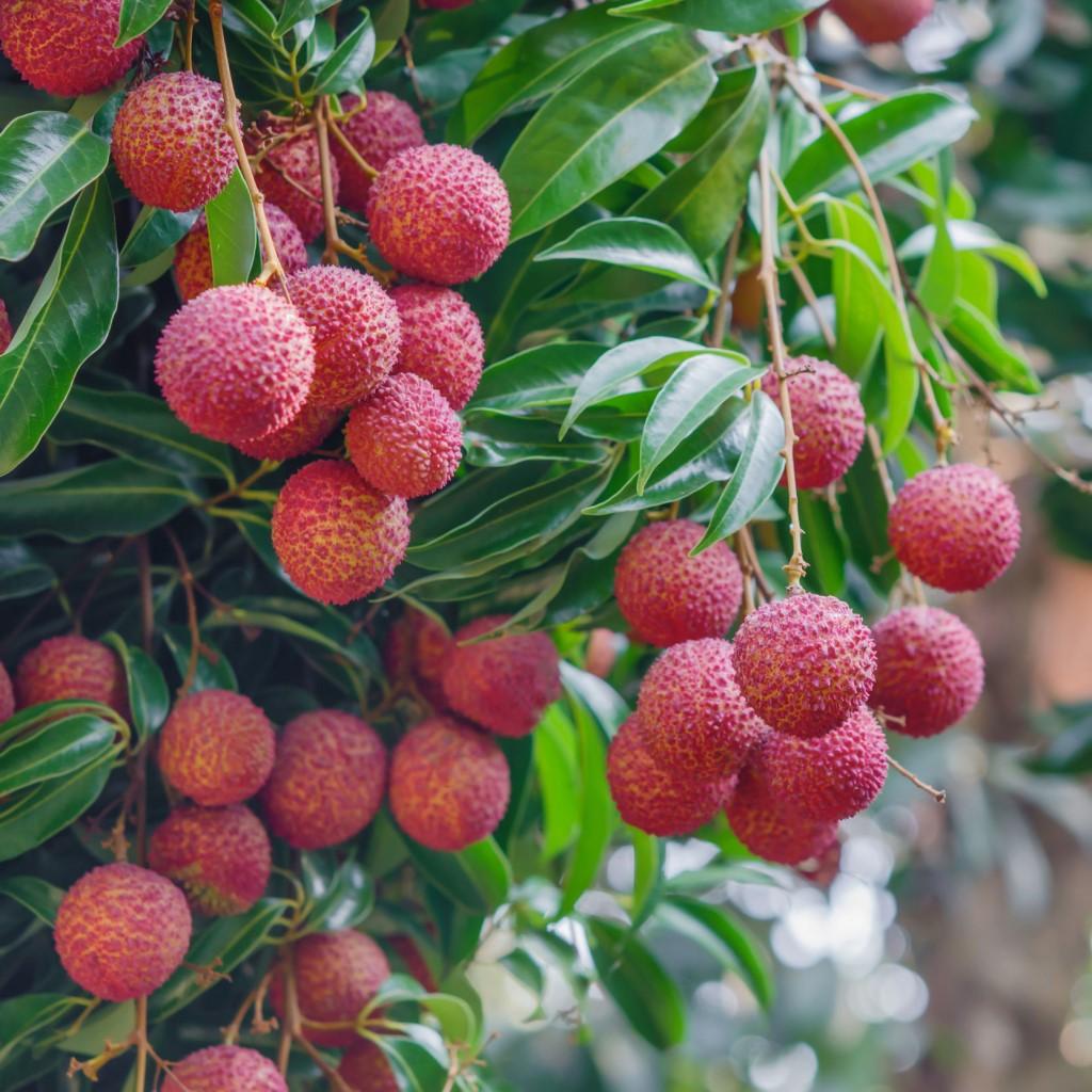 Litchi Chinensis ‘Chom Pogo’ (Chom Pogo Lychee)