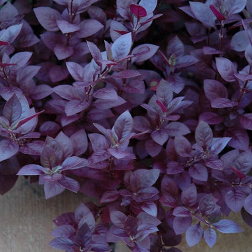 Alternanthera dentata ‘LRU30’ (LITTLE RUBY™)