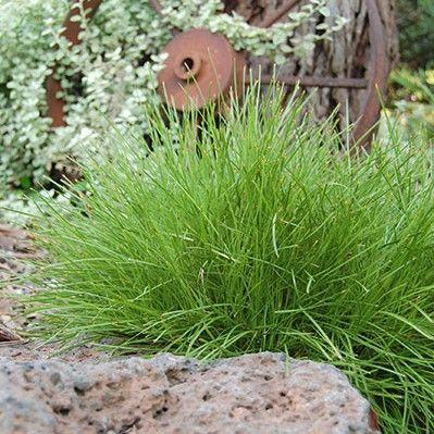 Lomandra Confertifolia ‘Little Con’ (Little Con Mat Rush)