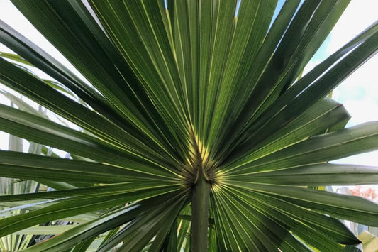 Livistona australis (Cabbage Tree Palm)