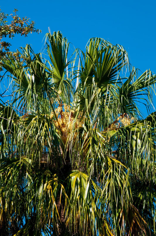 Livistona Nitida (Carnarvon Fan Palm)