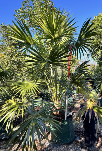 Livistona Australis (Cabbage Tree Palm)
