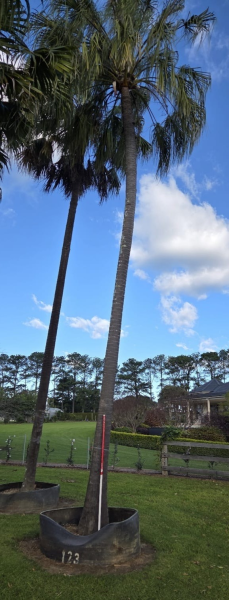 Livistona decora (Weeping Cabbage Palm / Ribbon Fan Palm)