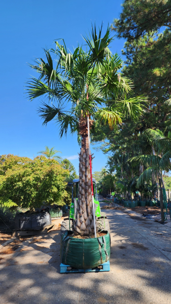 Livistona Nitida (Carnarvon Fan Palm)