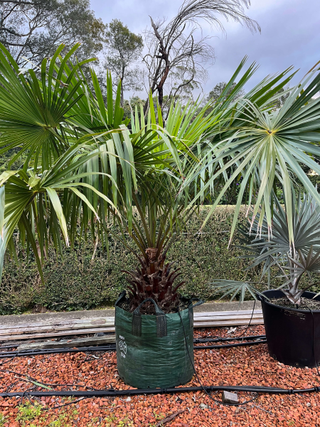 Livistona Australis (Cabbage Tree Palm)