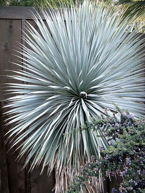 Yucca Rostrata ‘Sapphire Skies’ (Sapphire Skies Beaked Yucca)