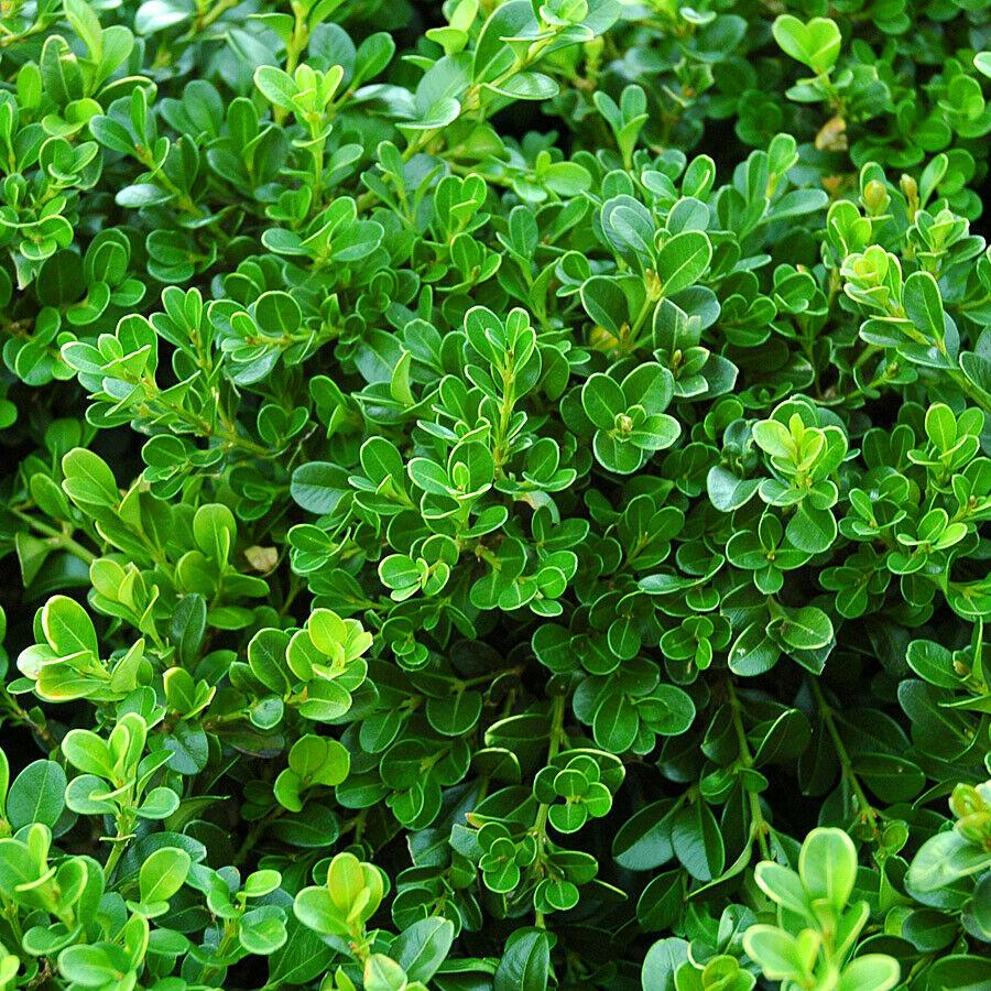 Buxus Microphylla Var. Japonica (Japanese Box Topiary Standards)
