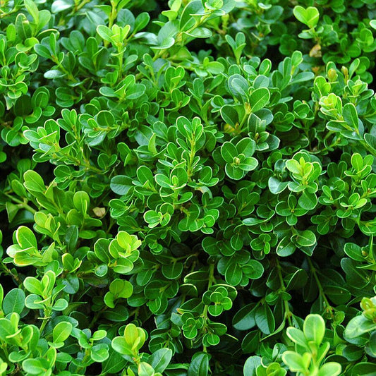 Buxus Microphylla Japonica (Japanese Box Topiary Standards)