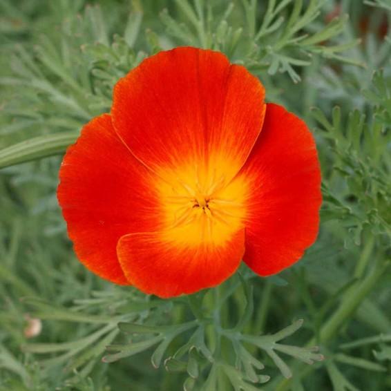 Eschscholzia Californica 'Red Chief' (California Poppy Red Chief)