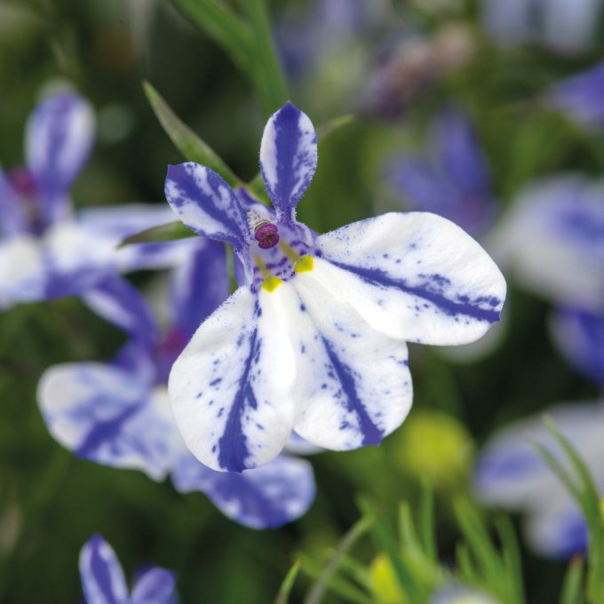 Lobelia ‘Rift Blue’ (Rift Series Lobelia)